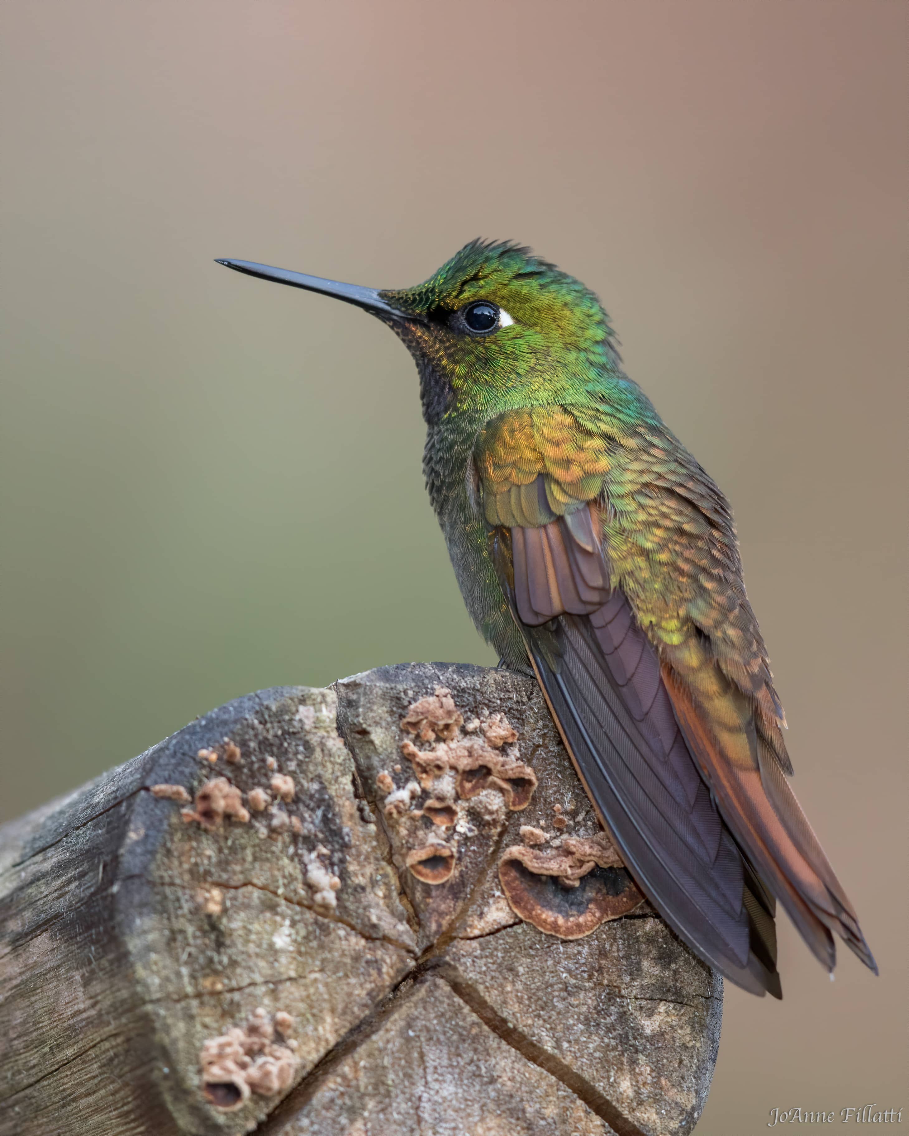 bird of brazil image 9